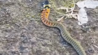内蒙古赤峰有人拍到了“鸡脖子蛇”，有毒！千万小心！