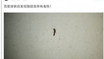 西安多区发现隐翅虫？千万别拍！毒液堪比硫酸