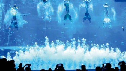 海洋公园，养不起虎鲸了