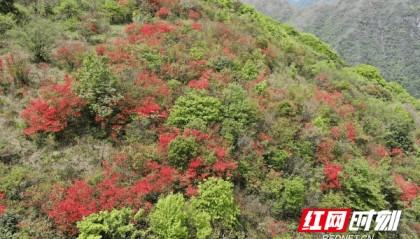 城步：南山映山红盛放