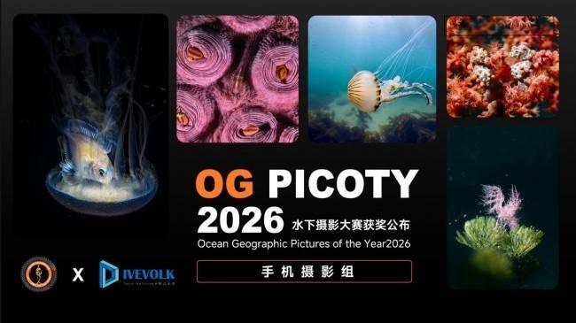 DIVEVOLK 用户横扫 OG PICOTY 2026 海洋摄影大赛手机摄影组